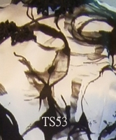 ts53